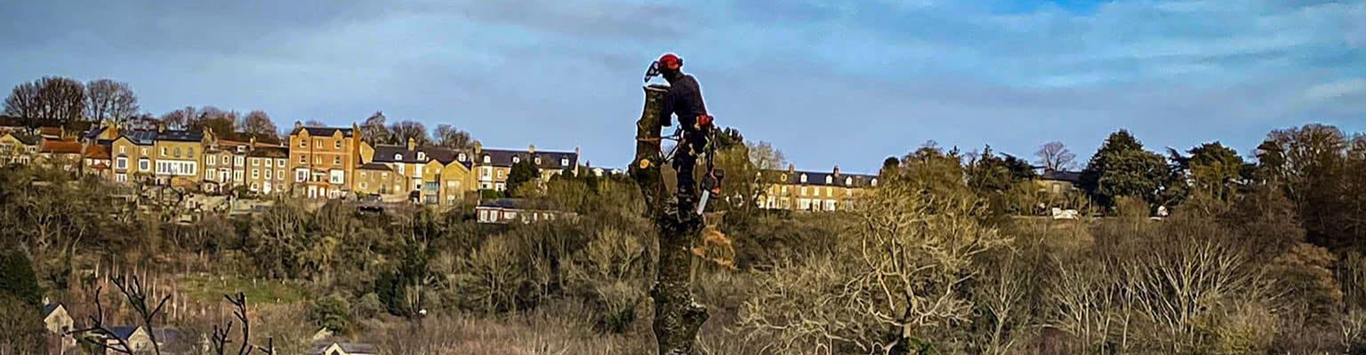 Tree being cut above Richmond